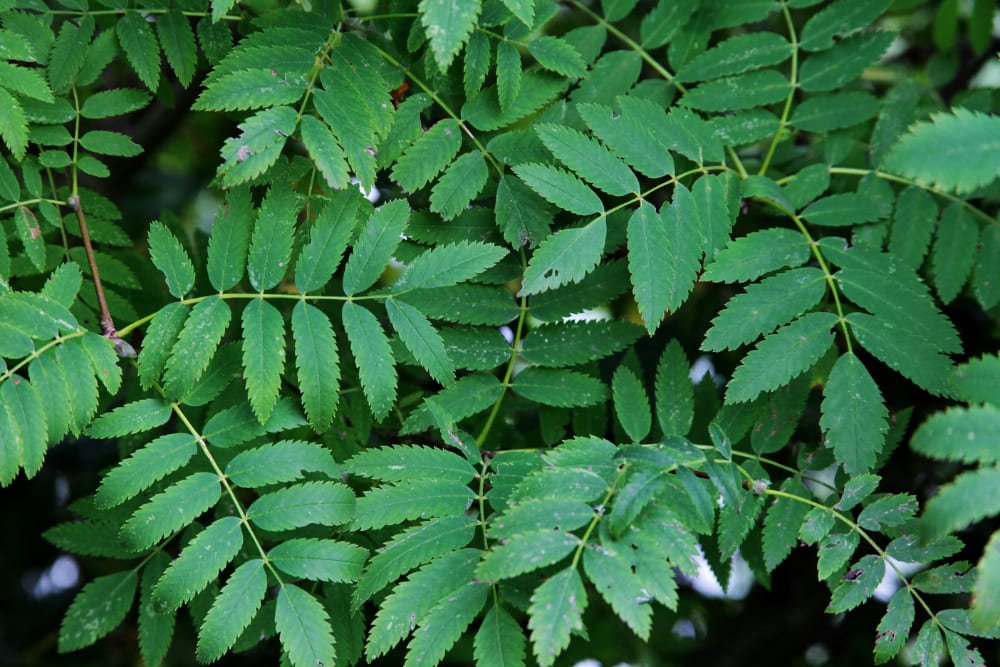 Neem Leaves